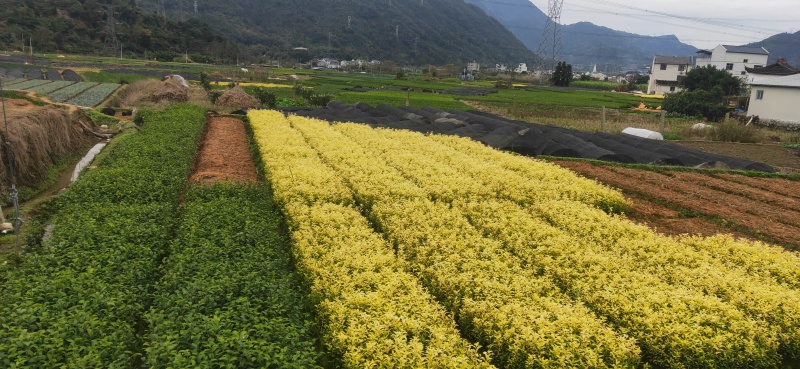 黄金叶茶苗，基地直发，欢迎来电咨询，寻求长期合作