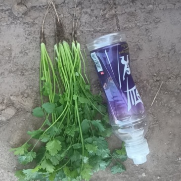 精品铁杆大叶香菜