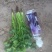 精品铁杆大叶香菜