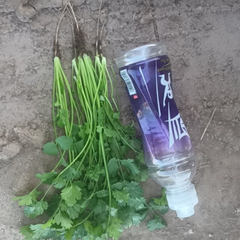 精品铁杆大叶香菜