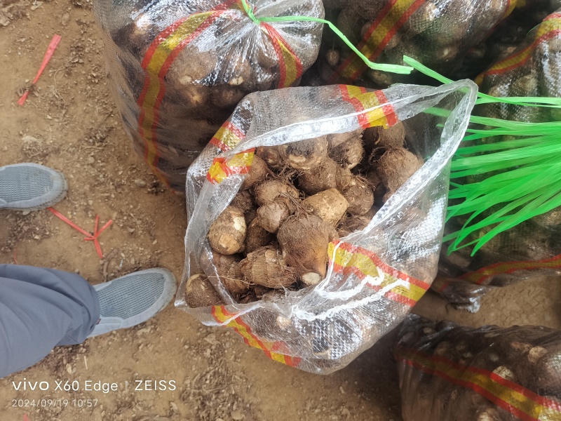 毛芋头种8520系列，现挖现装现发对接全国电商市场发货