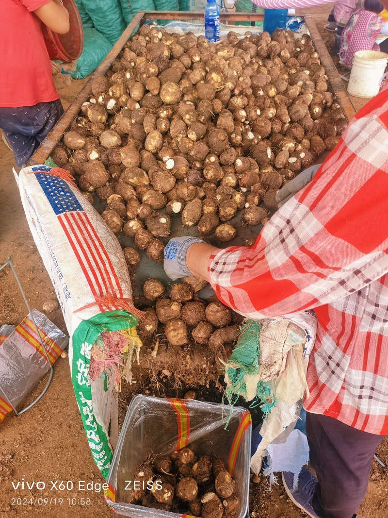 毛芋头种8520系列，现挖现装现发对接全国电商市场发货