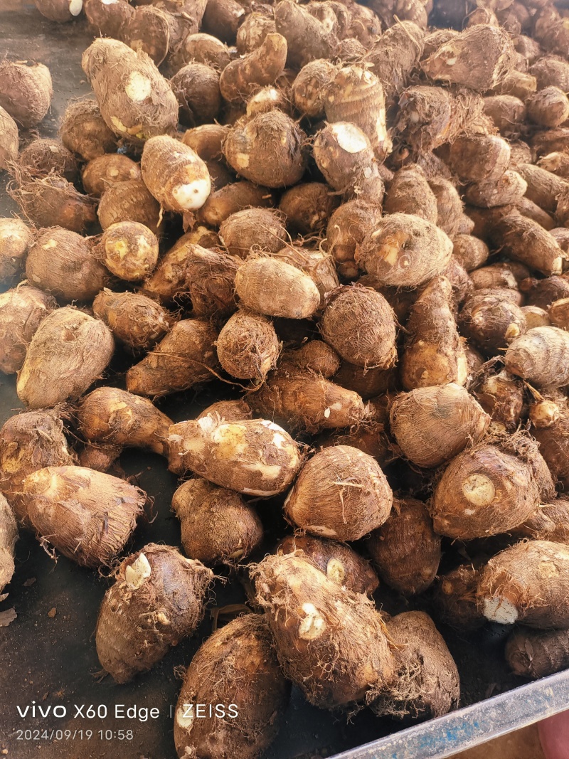毛芋头种8520系列，现挖现装现发对接全国电商市场发货