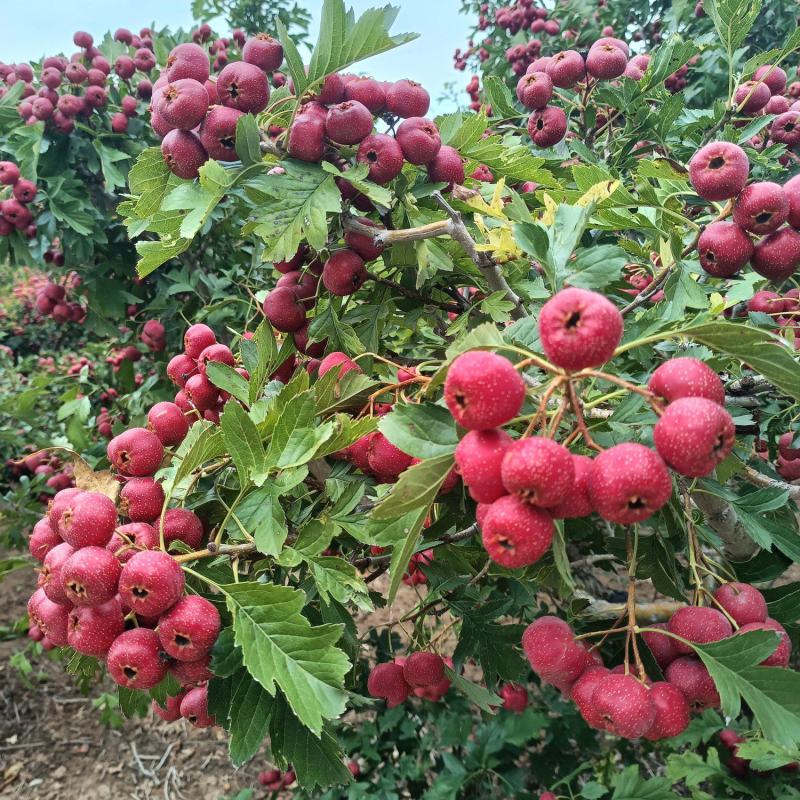 甜红子山楂