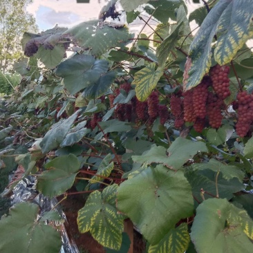 红玫瑰葡萄，玫瑰香味，无籽葡萄