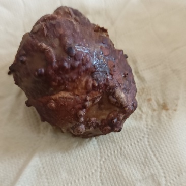 中秋节刚取出来的鸡宝需要的联系