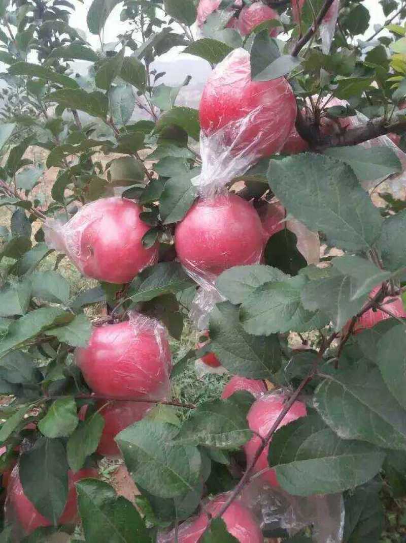 山西翼城，嘎啦，红将军，早熟、晚熟红富士等