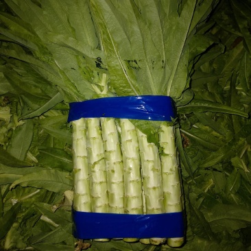 莴苣山东莴苣三青皮莴苣规格齐全全国发货一手货源