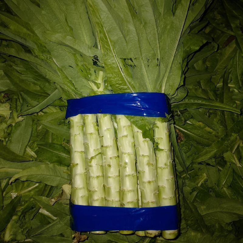 莴苣山东莴苣三青皮莴苣规格齐全全国发货一手货源