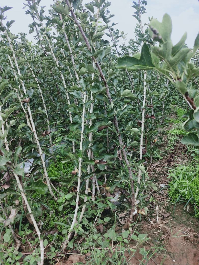 精品山楂树