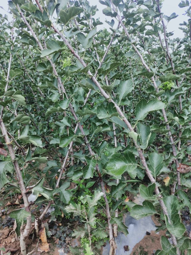 精品山楂树