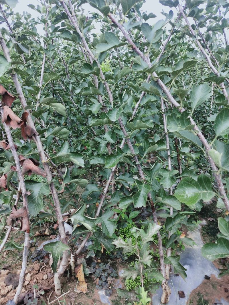 精品山楂树