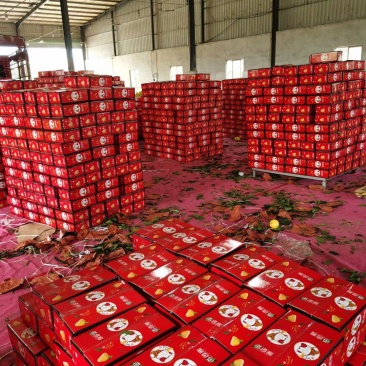 黄葡萄柚，产地直发，价格美丽，电商，落地配，社区团购