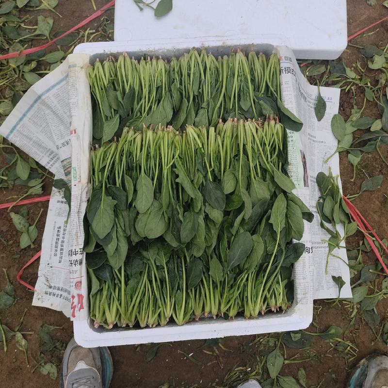 岱岳区精品波菜