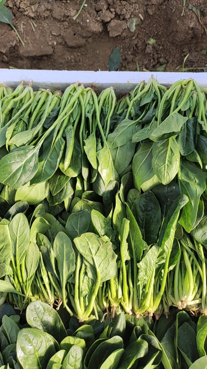 岱岳区精品波菜