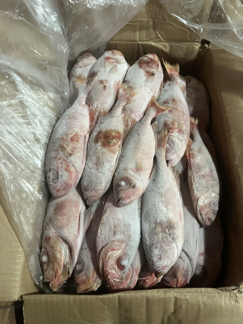 红目鲢大眼鲷鱼