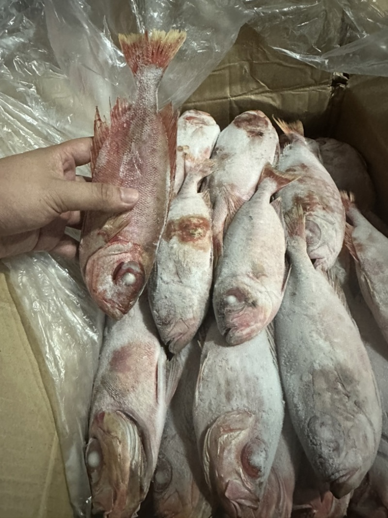 红目鲢大眼鲷鱼