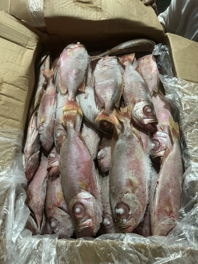 红目鲢大眼鲷鱼