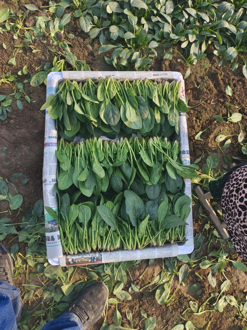 岱岳区精品波菜