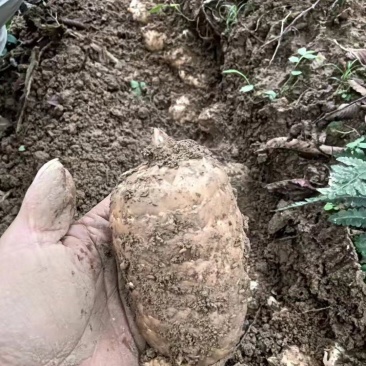 新鲜天麻现挖现发鲜天麻批发红麻杂交天麻一手货源