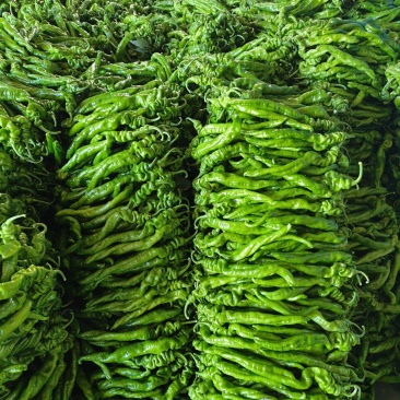 山东费县大量线椒，螺丝椒，芜湖椒上市有意收购的老板联系