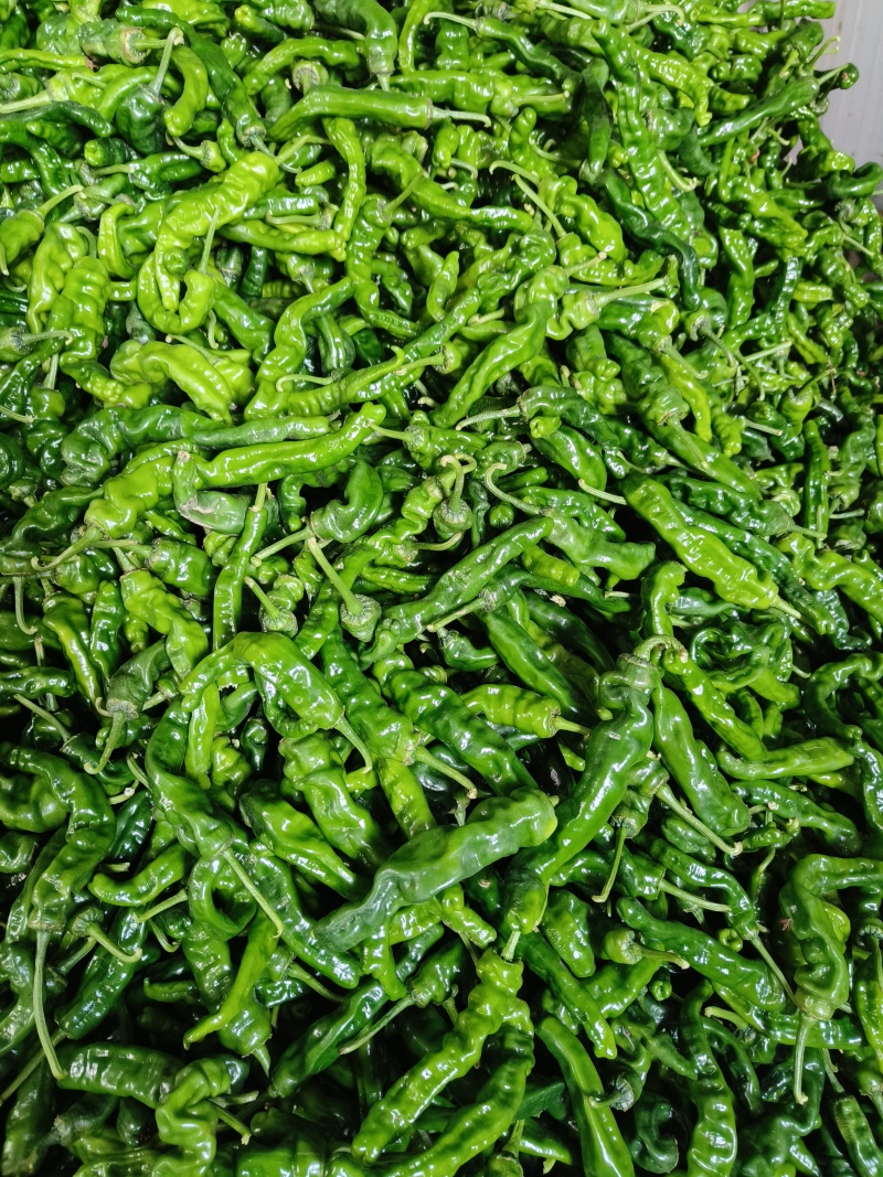 山东费县大量线椒，螺丝椒，芜湖椒上市有意收购的老板联系