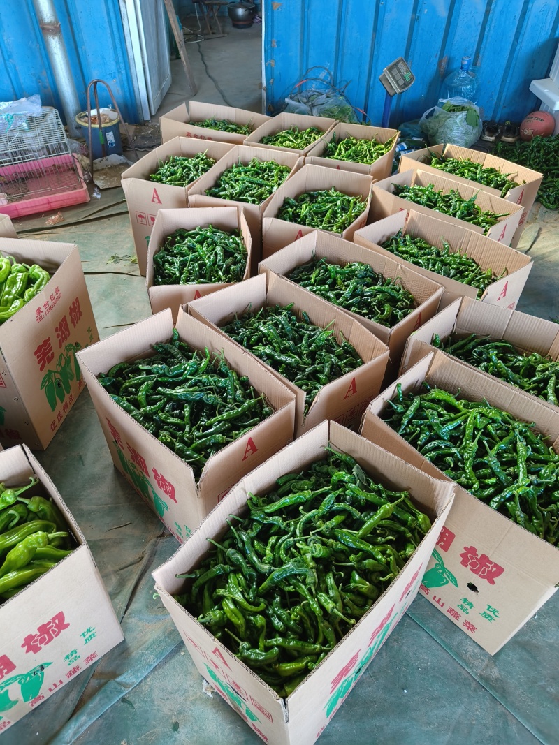 山东费县大量线椒，螺丝椒，芜湖椒上市有意收购的老板联系