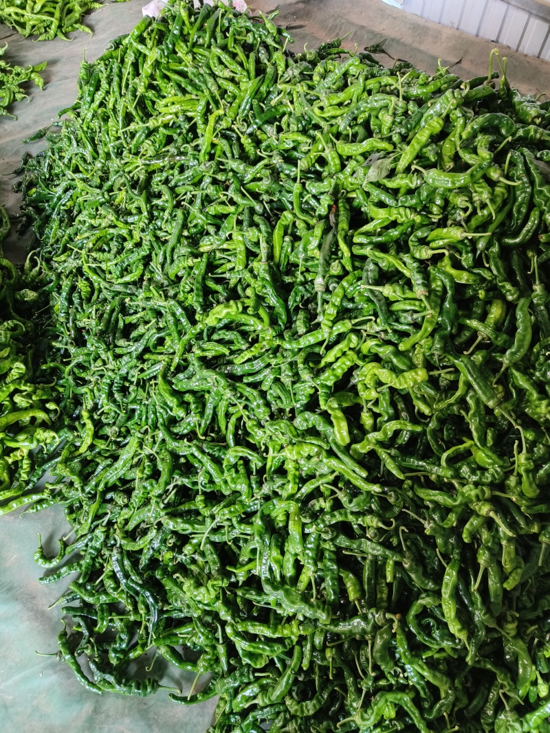 山东费县大量线椒，螺丝椒，芜湖椒上市有意收购的老板联系