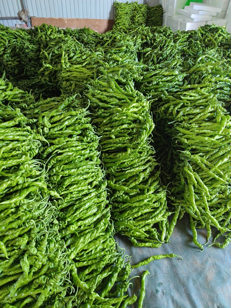 山东费县大量线椒，螺丝椒，芜湖椒上市有意收购的老板联系