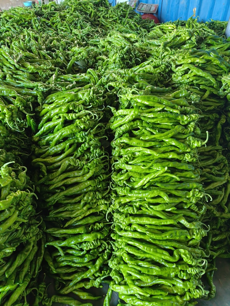 山东费县大量线椒，螺丝椒，芜湖椒上市有意收购的老板联系