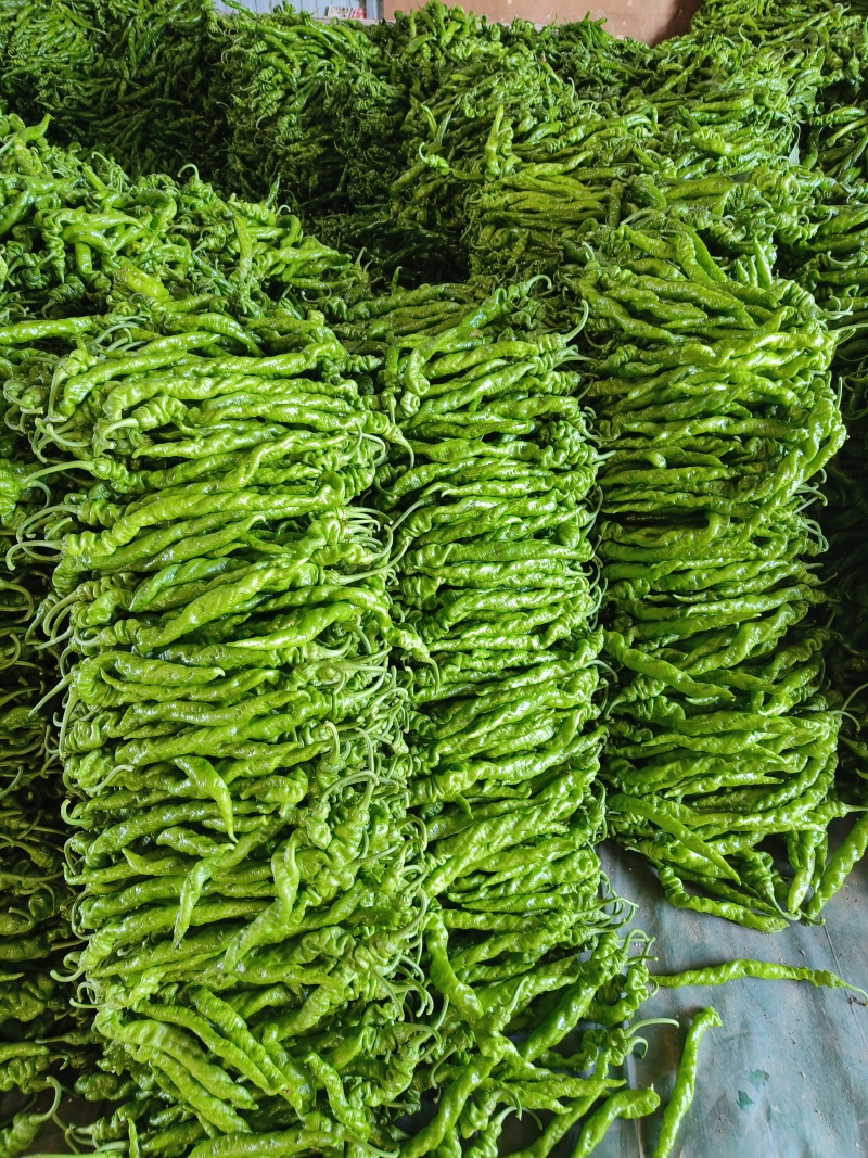 山东费县大量线椒，螺丝椒，芜湖椒上市有意收购的老板联系