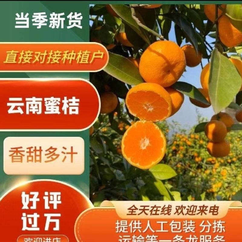 湖北特早蜜橘高原无籽蜜桔产地直发质量保证市场电商量大从优