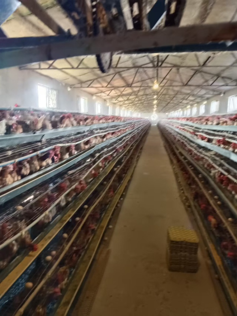 变蛋河南特产松花蛋溏心鸡蛋变蛋纯手工无铅工艺