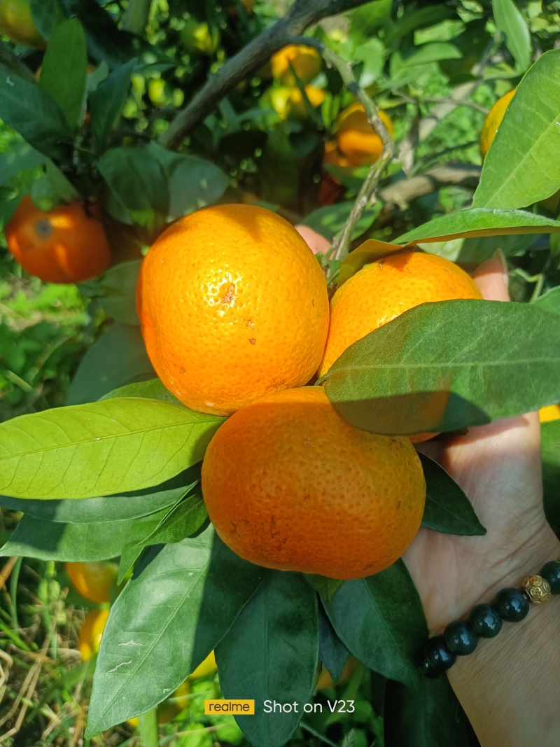 三夏红，产地大量供应各种柑橘，欢迎各位老板前来订购