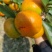 三夏红，产地大量供应各种柑橘，欢迎各位老板前来订购
