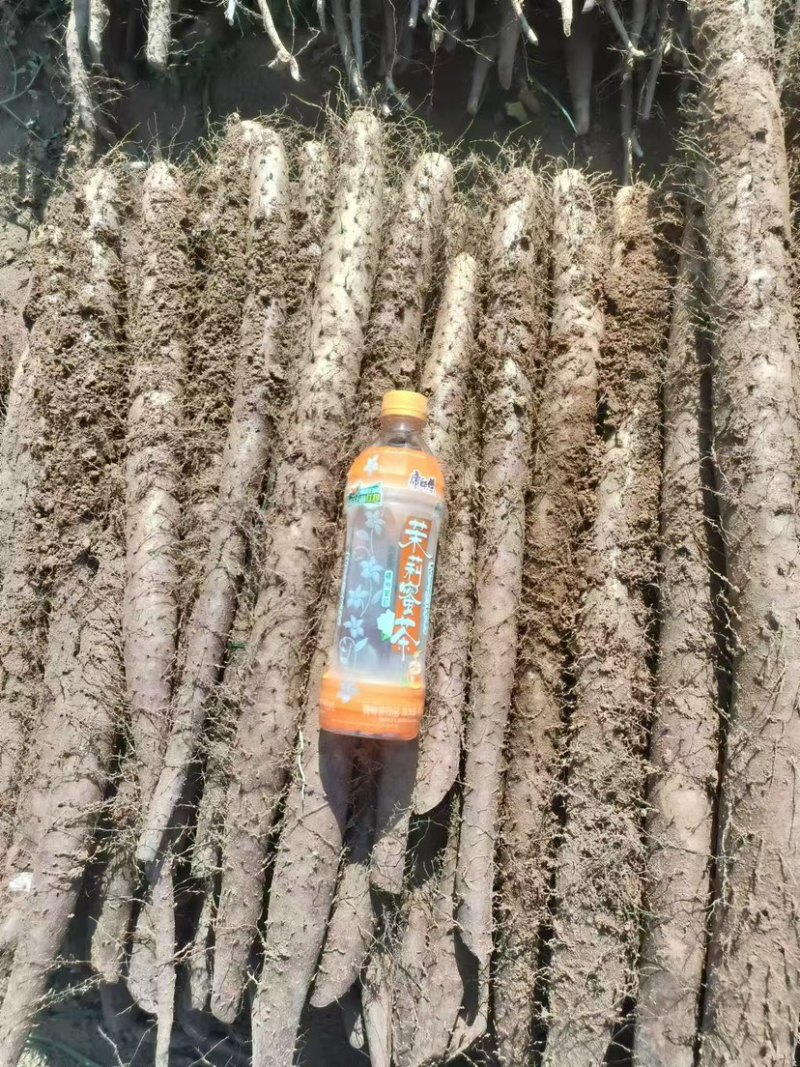 山西新白玉