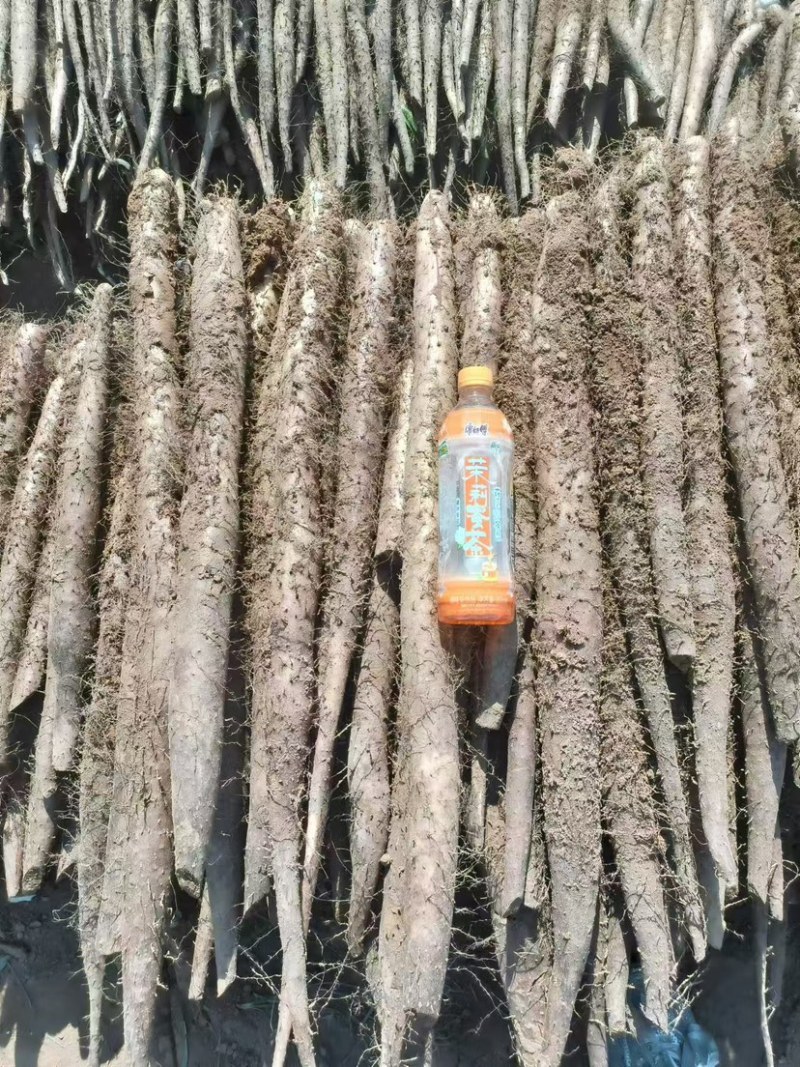 山西新白玉