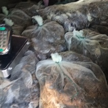 天津七里海精品河蟹