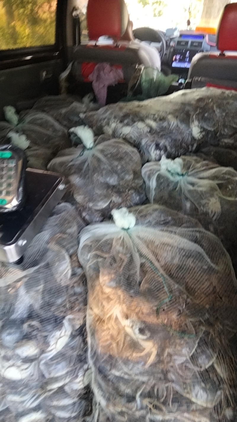 天津七里海精品河蟹