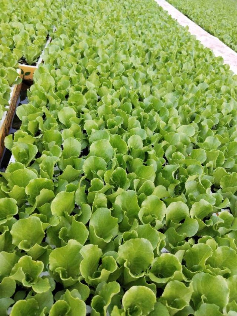 云南昆明生菜苗全国接单耐运输品种纯正