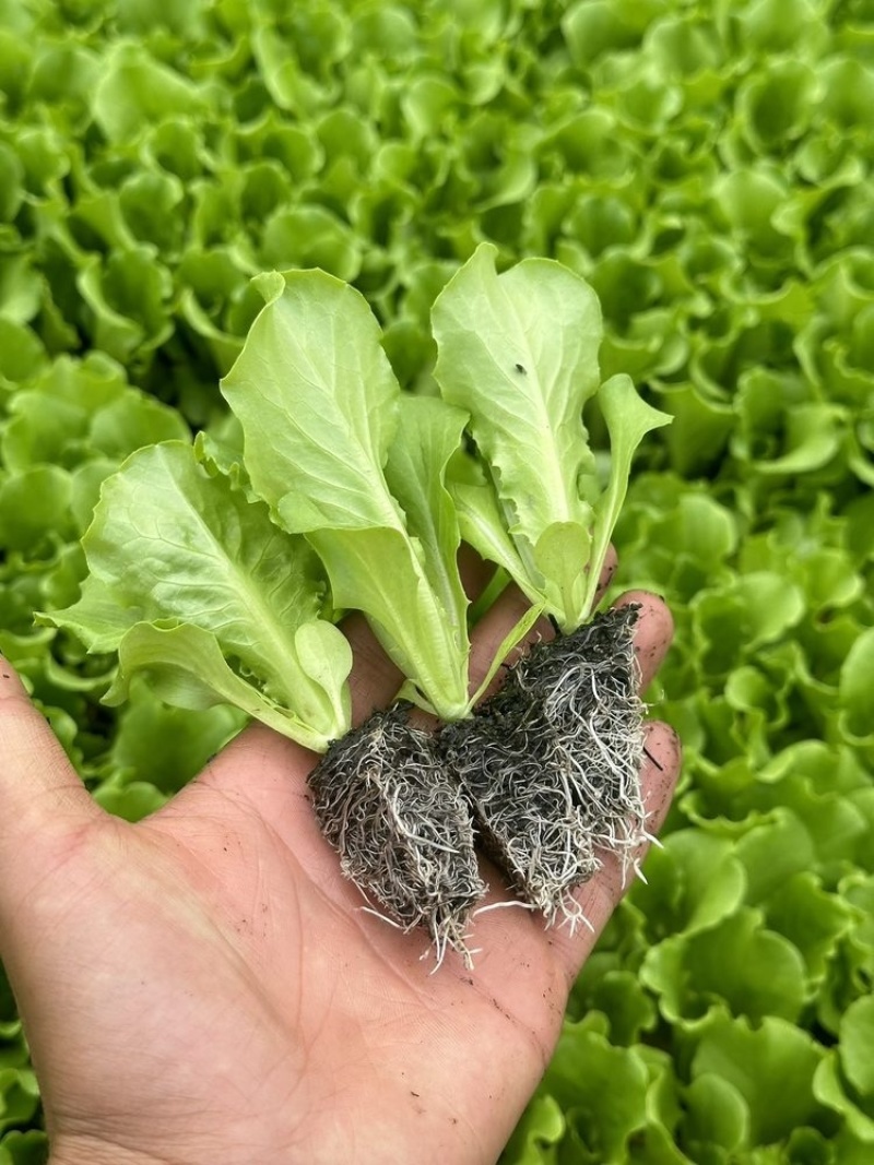 云南昆明生菜苗全国接单耐运输品种纯正