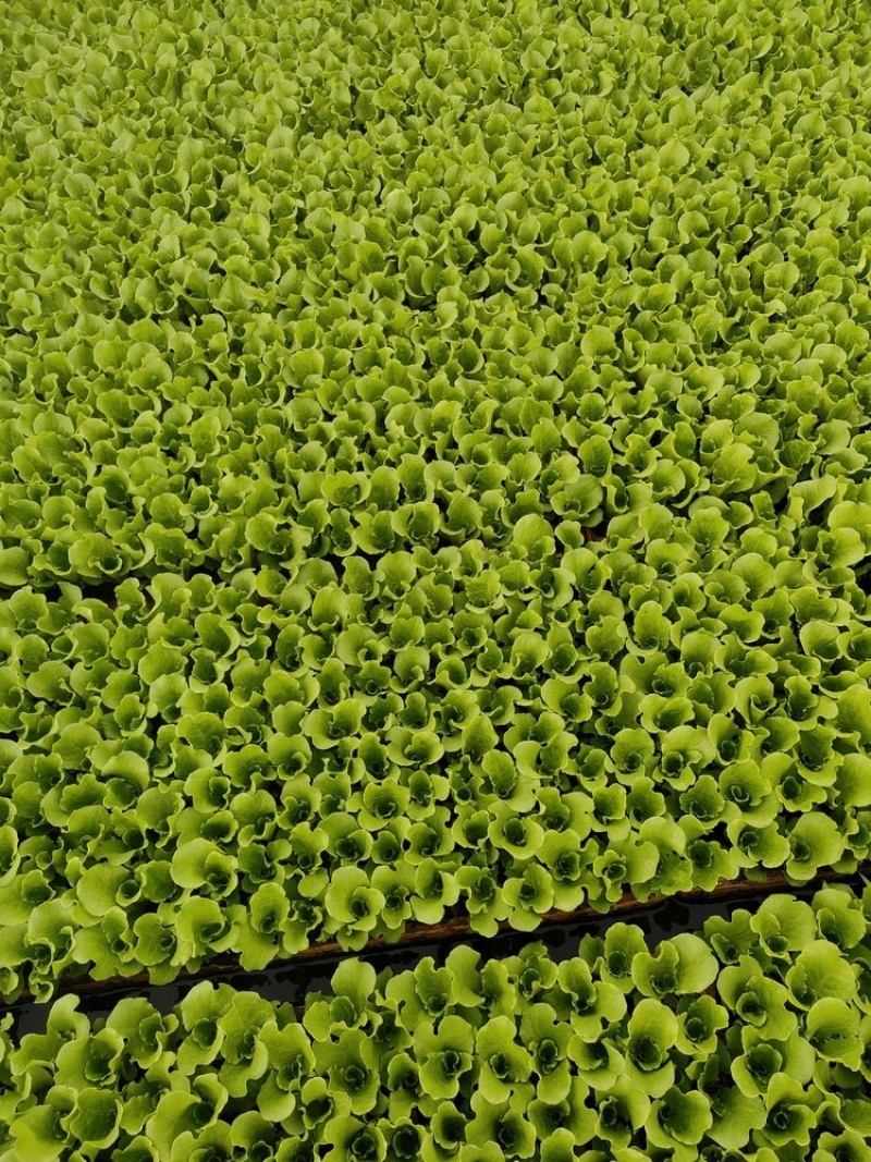 云南昆明生菜苗全国接单耐运输品种纯正