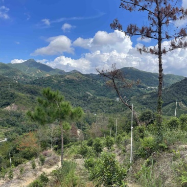 秋香鸭屎采摘