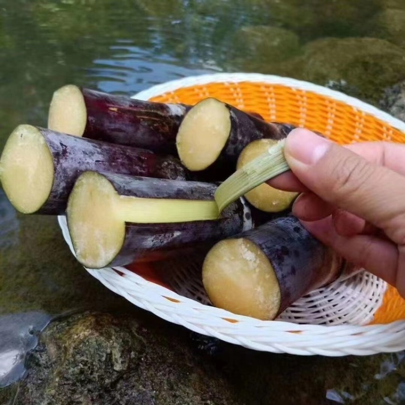 精品黑皮甘蔗，货源充足，产地直发，欢迎客商来电咨询
