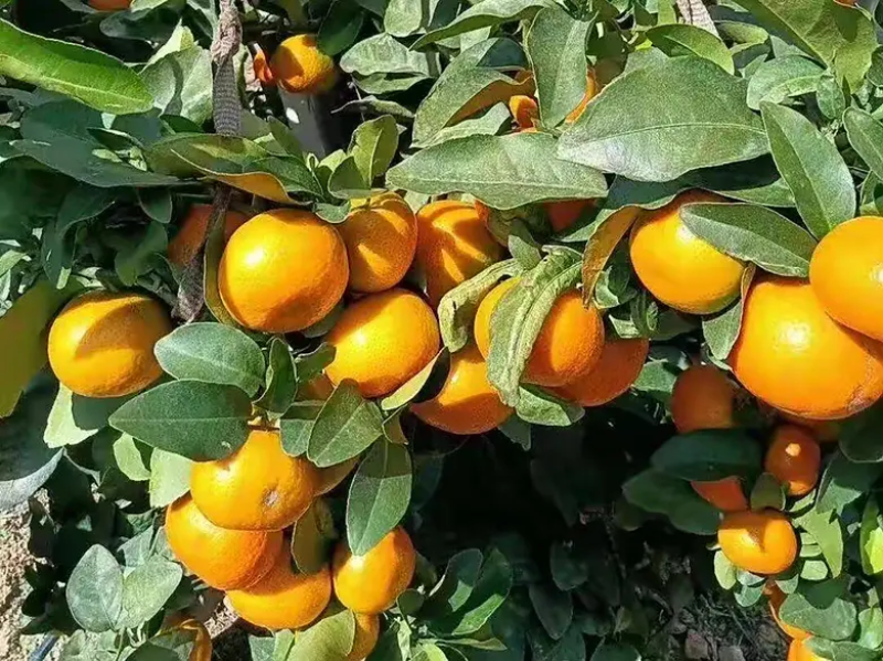 《南丰蜜橘》广西柑橘高山蜜橘早熟蜜橘大量供货代发全国