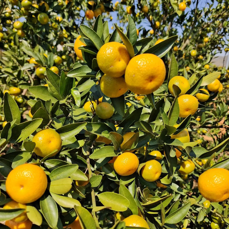《南丰蜜橘》广西柑橘高山蜜橘早熟蜜橘大量供货代发全国