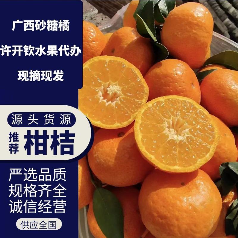 广西金秋沙糖桔，大量现货供应，规格齐全可视频代发全国