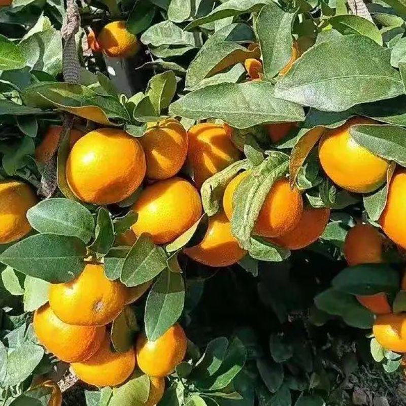 广西正宗柑桔-南丰蜜橘高山蜜橘对接商超欢迎光临本店选购
