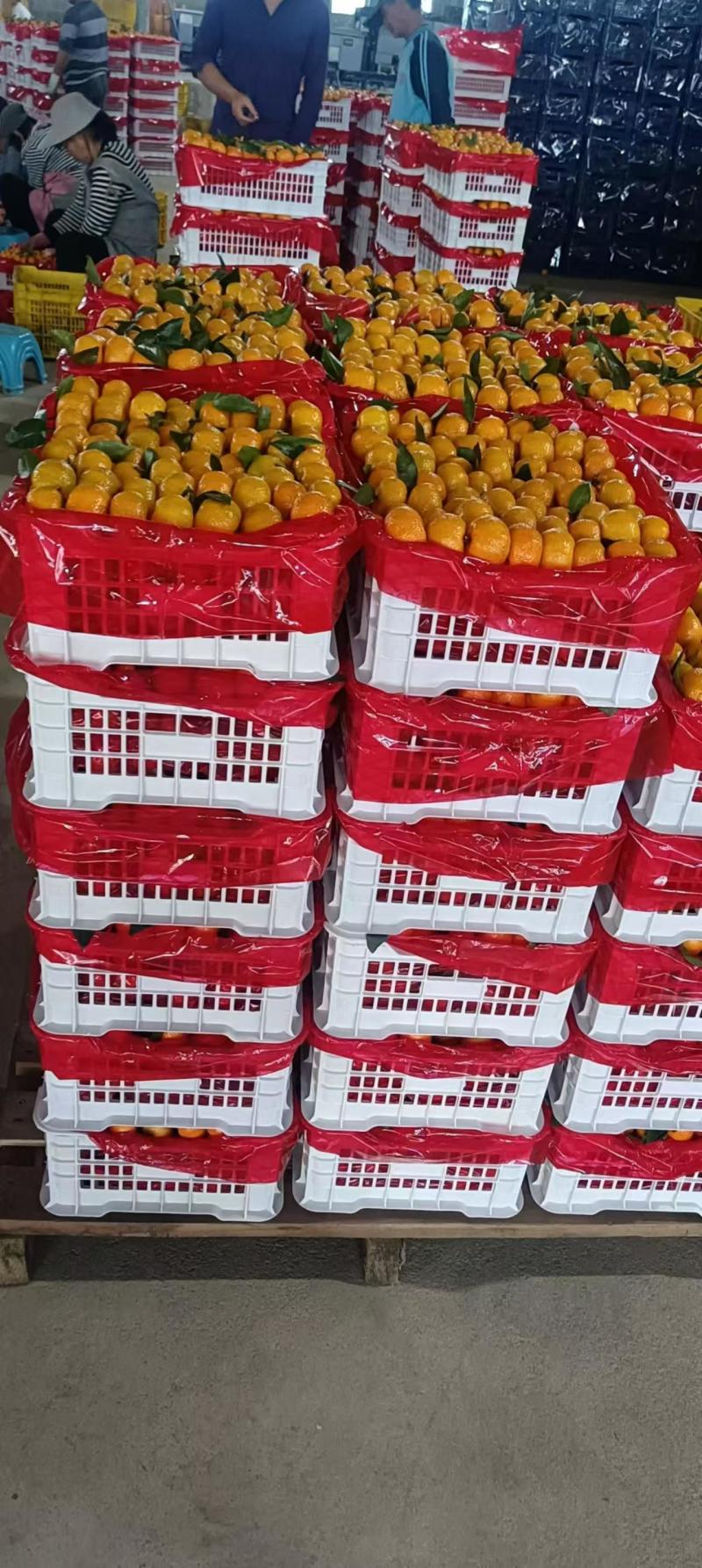 广西正宗柑桔-南丰蜜橘高山蜜橘对接商超欢迎光临本店选购