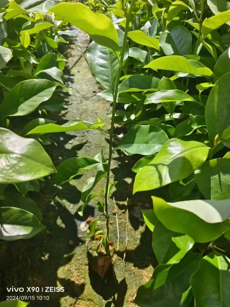 广西火力楠苗大量上市保存活视频看货欢迎采购联系